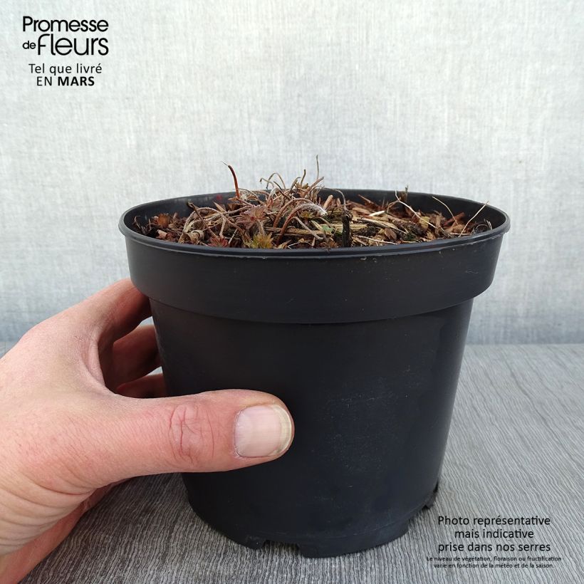 Geranio de sangre Blushing Turtle - Geranium sanguineum Maceta 2L/3L Ejemplar entregado en invierno