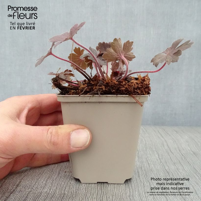 Geranium sessiliflorum Bob's Blunder - Geranio vivaz Maceta de 8/9 cm Ejemplar entregado en invierno