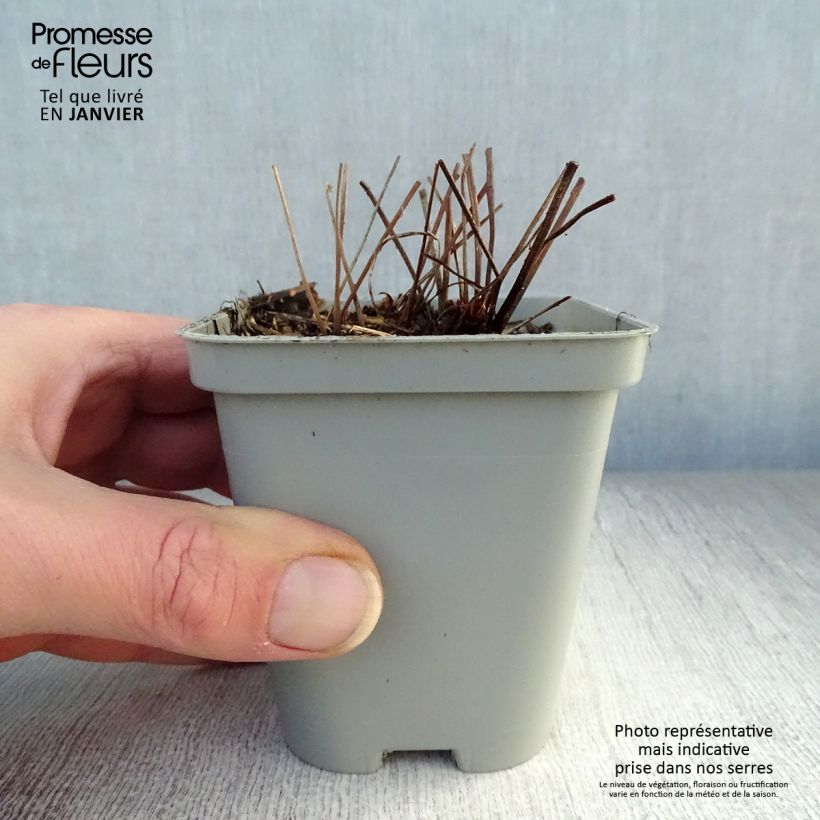 Geranio Brookside - Geranio vivaz Maceta de 8/9 cm Ejemplar entregado en invierno