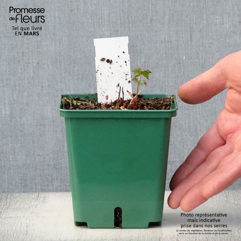 Geranio Brookside - Geranio vivaz Maceta 1L/1,5L Ejemplar entregado en la primavera