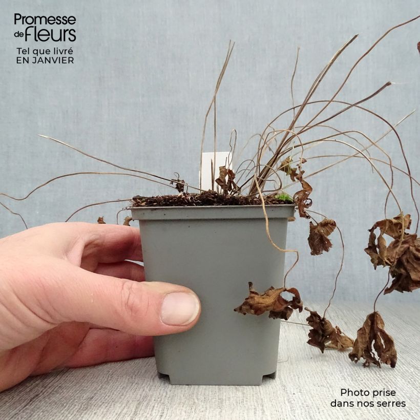 Geranio psilostemon Catherine Deneuve - Geranio vivaz Maceta de 8/9 cm Ejemplar entregado en invierno