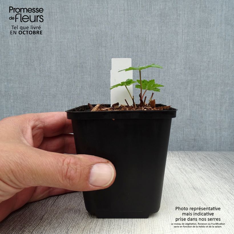 Ejemplar de Geranio Chantilly - Geranio vivaz Maceta de 8/9 cm entregado en otoño