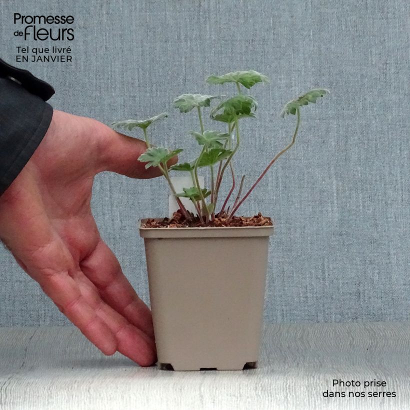 Geranio Coombland White - Geranio vivaz Maceta de 8/9 cm Ejemplar entregado en invierno