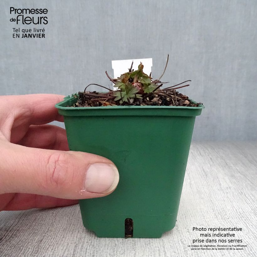 Geranio Dilys - Geranio vivaz Maceta de 8/9 cm Ejemplar entregado en invierno