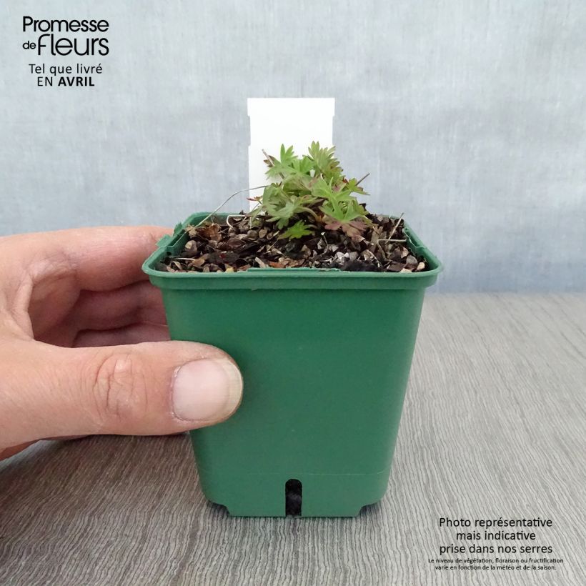 Geranio Dilys - Geranio vivaz Maceta de 8/9 cm Ejemplar entregado en la primavera