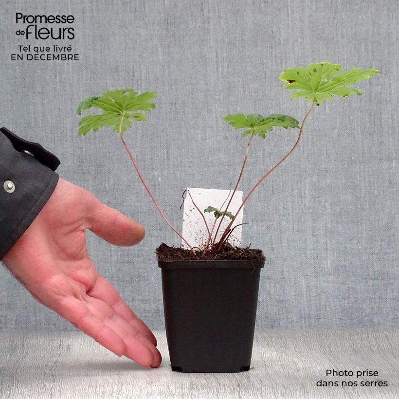 Geranio Dragon Heart - Geranio vivaz Maceta de 8/9 cm Ejemplar entregado en invierno