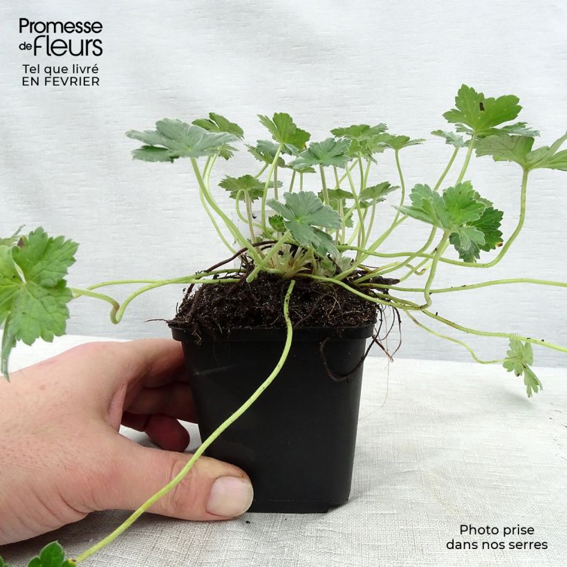 Geranio Dreamland - Geranio vivaz Maceta de 8/9 cm Ejemplar entregado en invierno