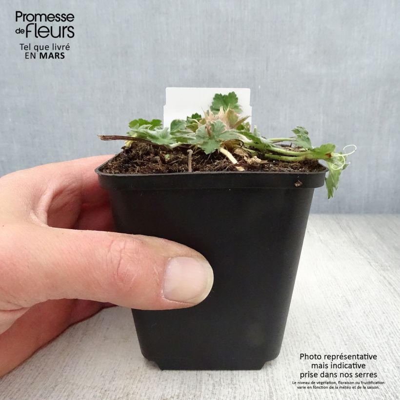 Geranio Dreamland - Geranio vivaz Maceta de 8/9 cm Ejemplar entregado en la primavera