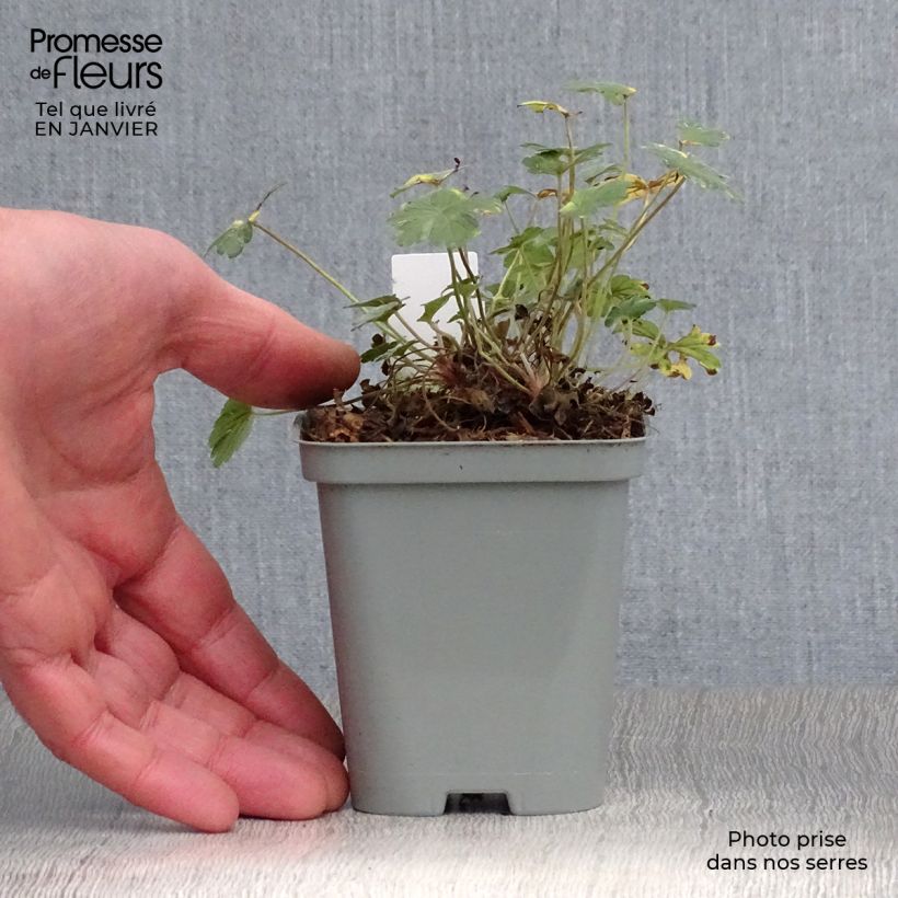 Geranio oxonianum Dusky Crug - Geranio vivaz Maceta de 8/9 cm Ejemplar entregado en invierno