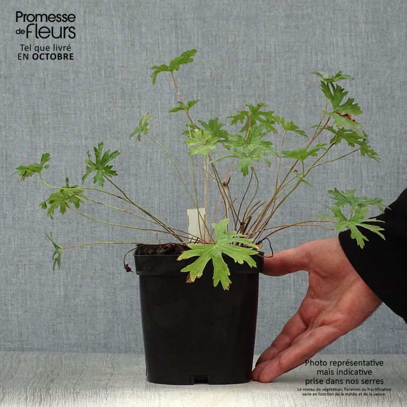 Ejemplar de Geranio Johnson's Blue - Geranio vivaz Maceta 2L/3L entregado en otoño