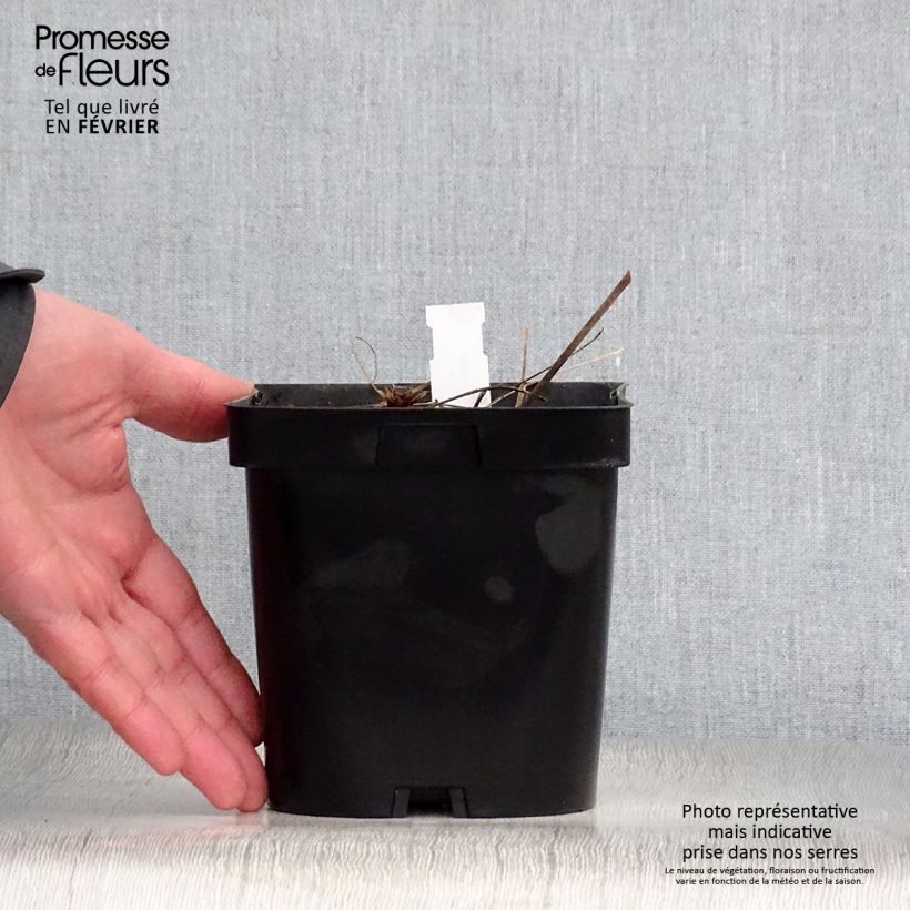 Geranio Johnson's Blue - Geranio vivaz Maceta 2L/3L Ejemplar entregado en invierno