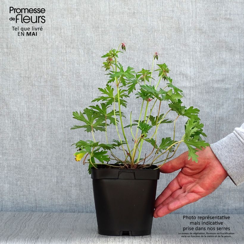 Geranio Johnson's Blue - Geranio vivaz Maceta 2L/3L Ejemplar entregado en la primavera