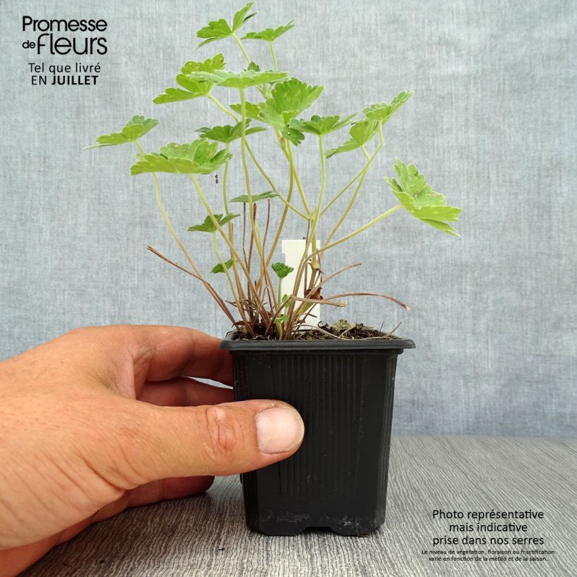 Ejemplar de Geranio Joy - Geranio vivaz Maceta de 8/9 cm entregado en verano