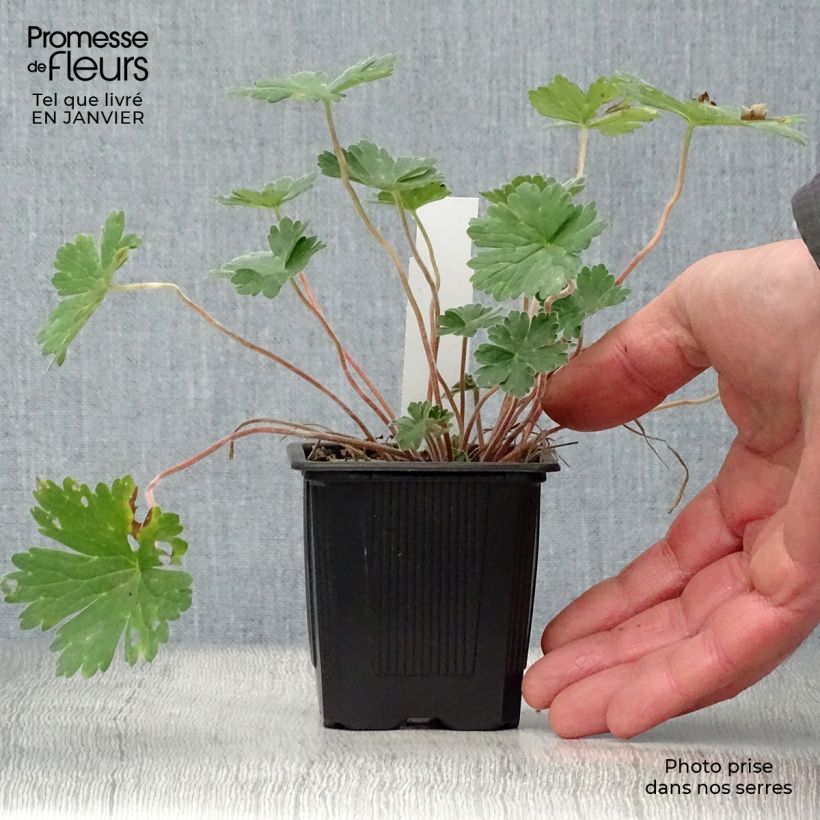 Geranio Joy - Geranio vivaz Maceta de 8/9 cm Ejemplar entregado en invierno