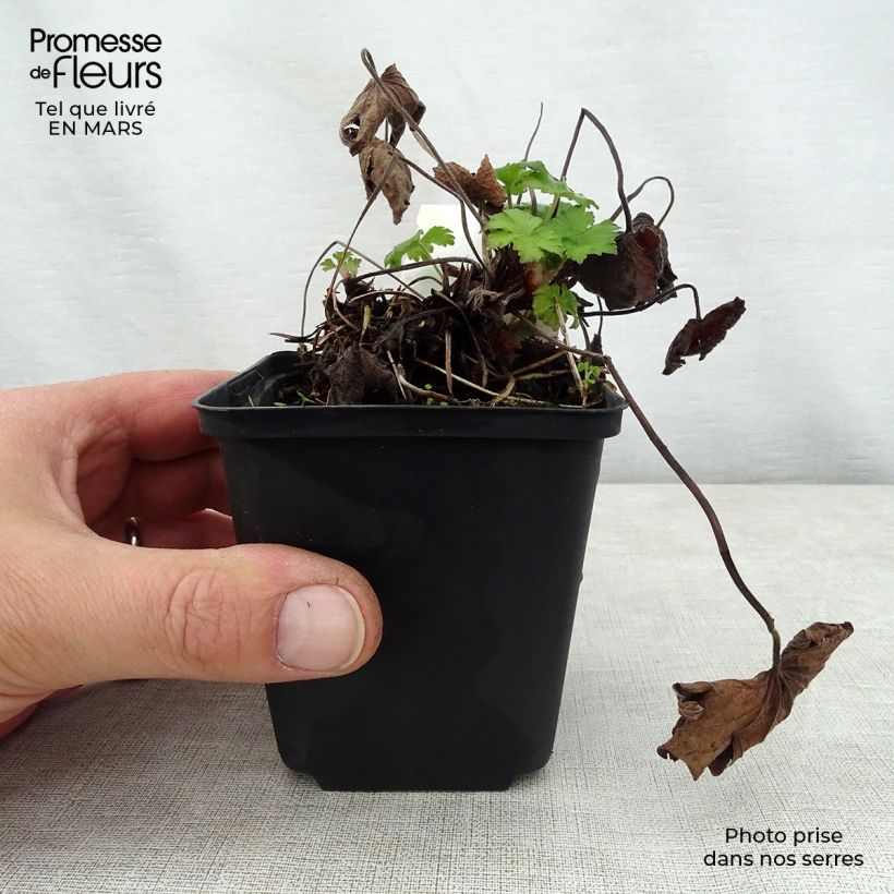 Geranio Karen Wouters - Geranio vivaz Maceta de 8/9 cm Ejemplar entregado en la primavera