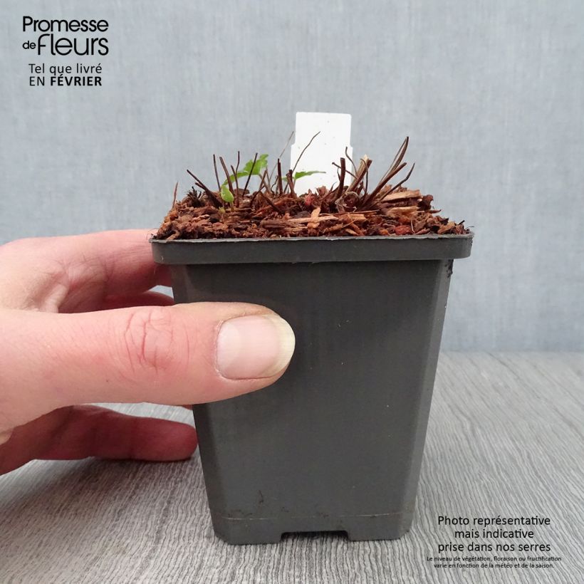 Geranio Karen Wouters - Geranio vivaz Maceta de 8/9 cm Ejemplar entregado en invierno
