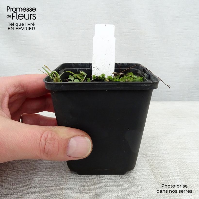 Geranio Lea - Geranio vivaz Maceta de 8/9 cm Ejemplar entregado en invierno