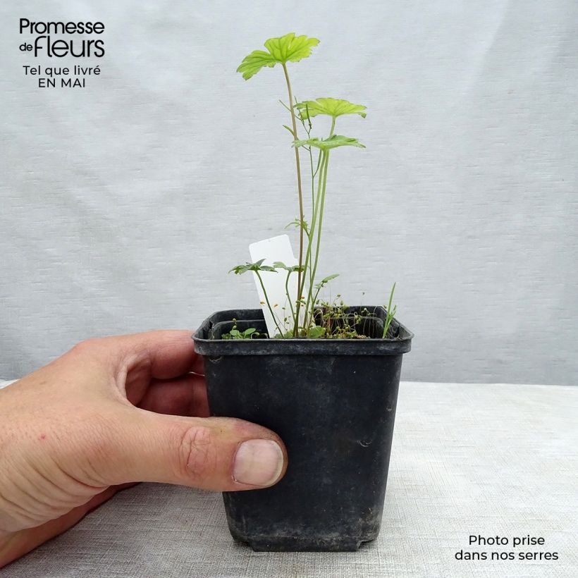 Geranio Lea - Geranio vivaz Maceta de 8/9 cm Ejemplar entregado en la primavera