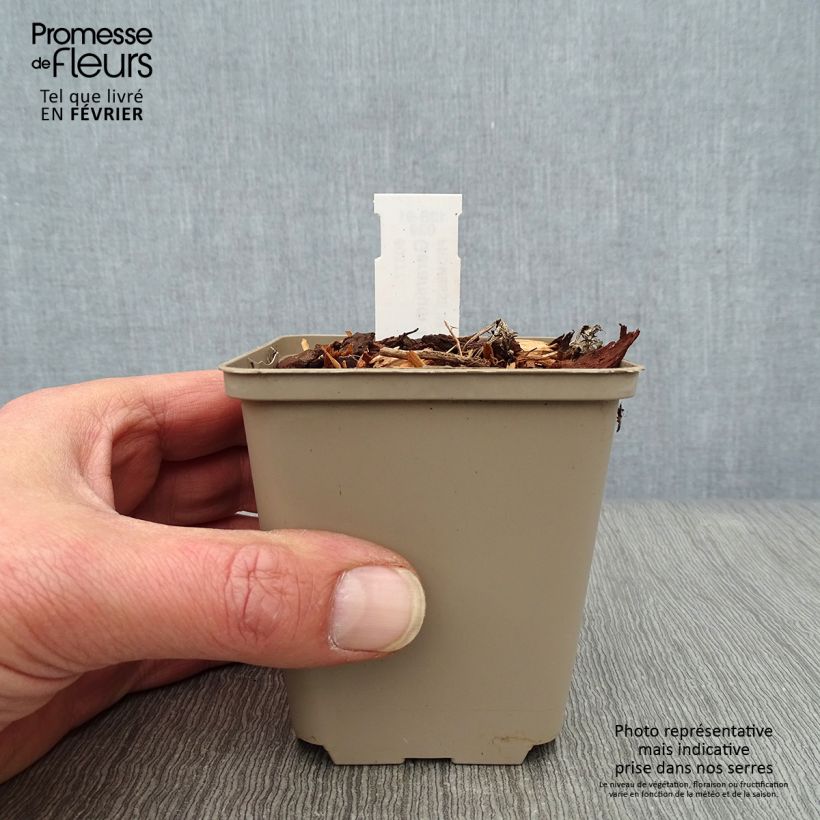 Geranio wallichianum Lilac Ice - Geranio vivaz Maceta de 8/9 cm Ejemplar entregado en invierno