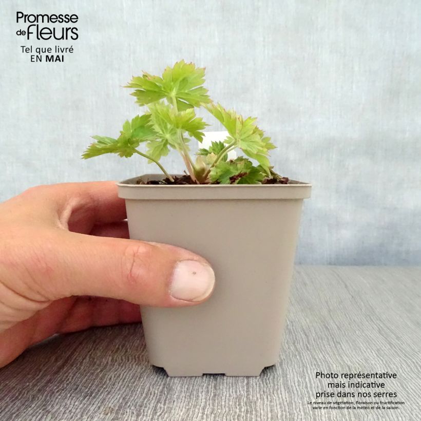 Geranio wallichianum Lilac Ice - Geranio vivaz Maceta de 8/9 cm Ejemplar entregado en la primavera