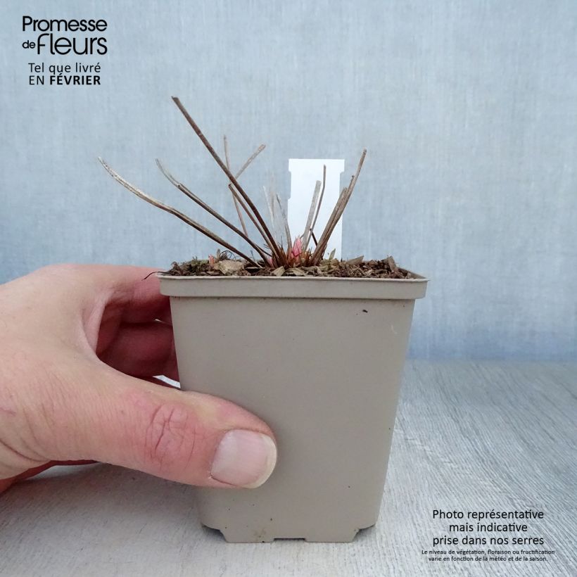 Geranio Nimbus - Geranio vivaz Maceta de 8/9 cm Ejemplar entregado en invierno