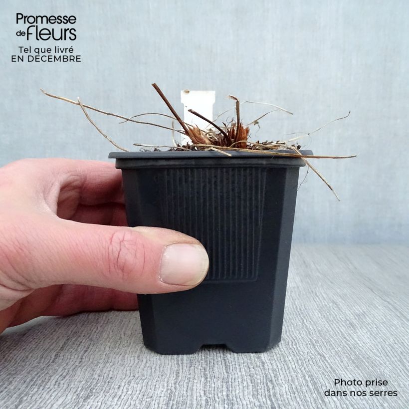 Geranio Orion - Geranio vivaz Maceta de 8/9 cm Ejemplar entregado en invierno