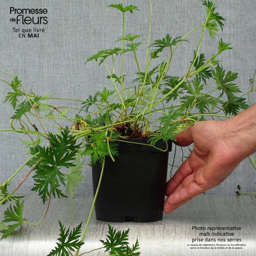 Geranio Orion - Geranio vivaz Maceta 2L/3L Ejemplar entregado en la primavera