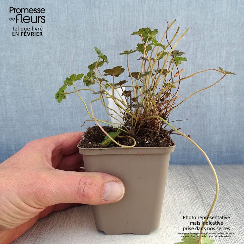 Geranio oxonianum Orkney Cherry - Geranio vivaz Maceta de 8/9 cm Ejemplar entregado en invierno