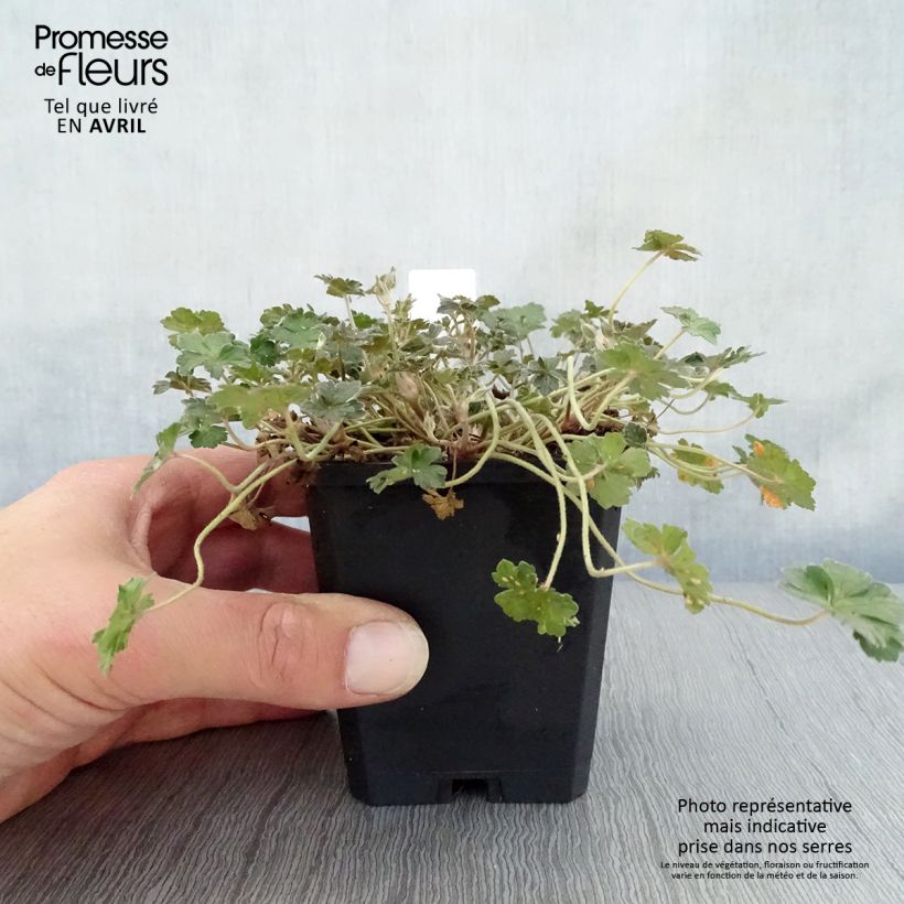 Geranio oxonianum Orkney Cherry - Geranio vivaz Maceta de 8/9 cm Ejemplar entregado en la primavera