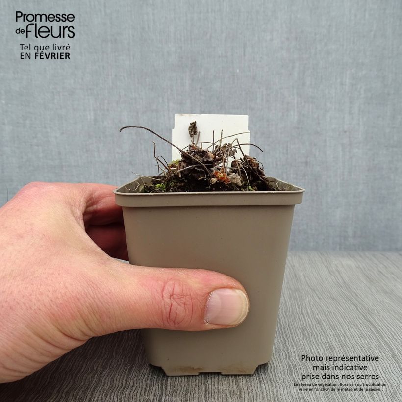 Geranio renardii Philippe Vapelle - Geranio vivaz Maceta de 8/9 cm Ejemplar entregado en invierno