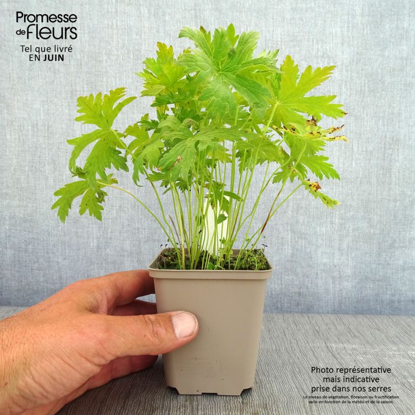 Geranio silvestre Prelude - Geranio vivaz Maceta de 8/9 cm Ejemplar entregado en la primavera