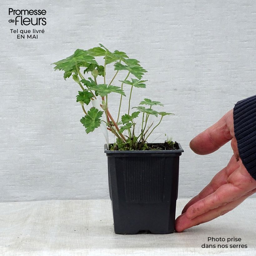 Geranio Rise and Shine - Geranio vivaz Maceta de 8/9 cm Ejemplar entregado en la primavera