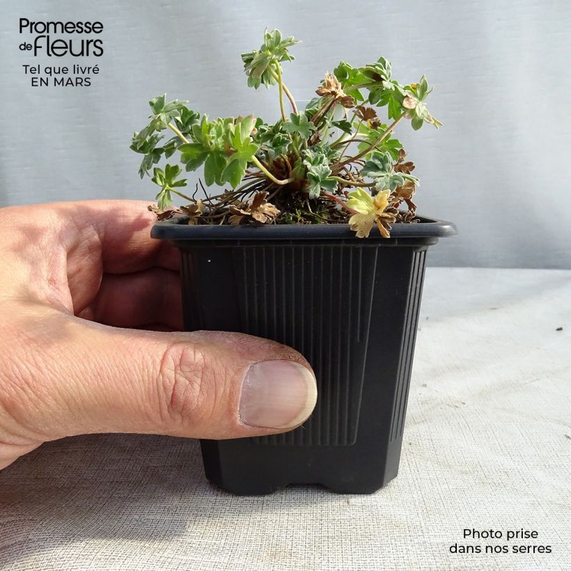 Geranio cinereum Rothbury Gem - Geranio vivaz Maceta de 8/9 cm Ejemplar entregado en invierno