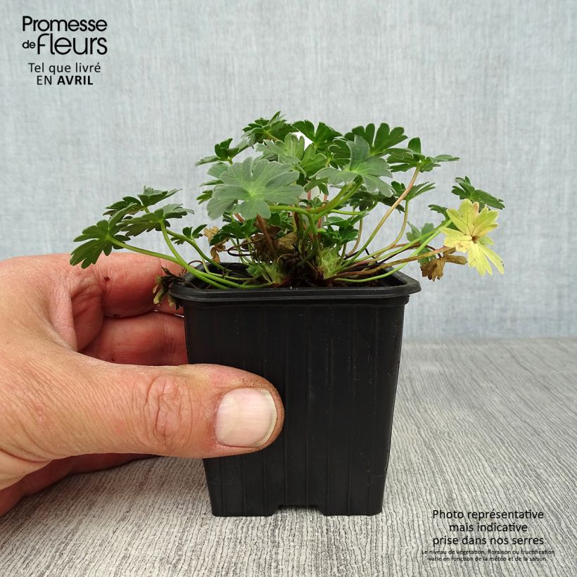 Geranio cinereum Rothbury Gem - Geranio vivaz Maceta de 8/9 cm Ejemplar entregado en la primavera