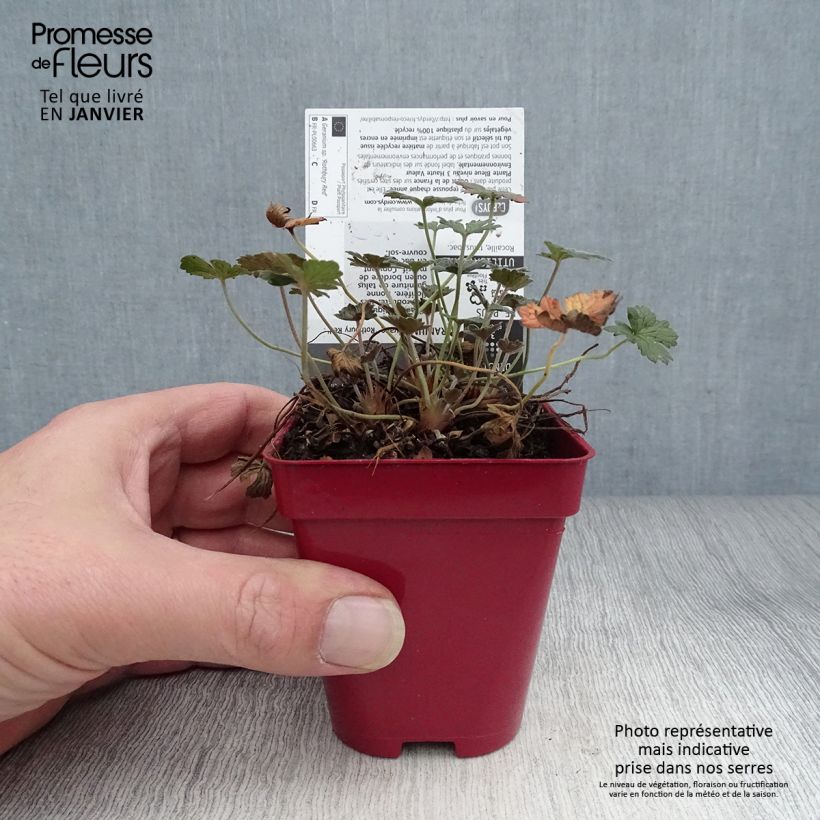 Geranio Rothbury Red - Geranio vivaz Maceta de 8/9 cm Ejemplar entregado en invierno