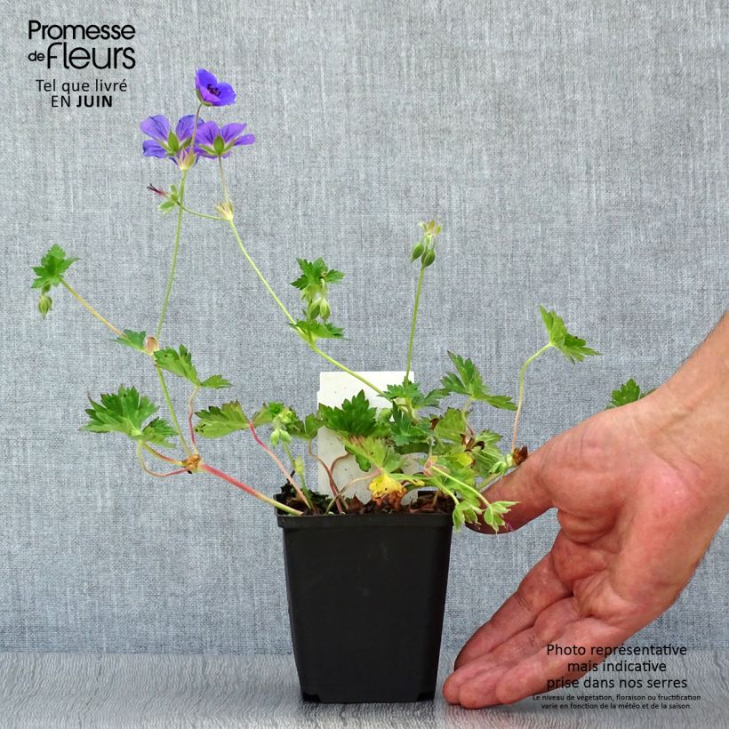 Ejemplar de Geranio Rozanne - Geranio vivaz Maceta de 8/9 cm entregado en verano