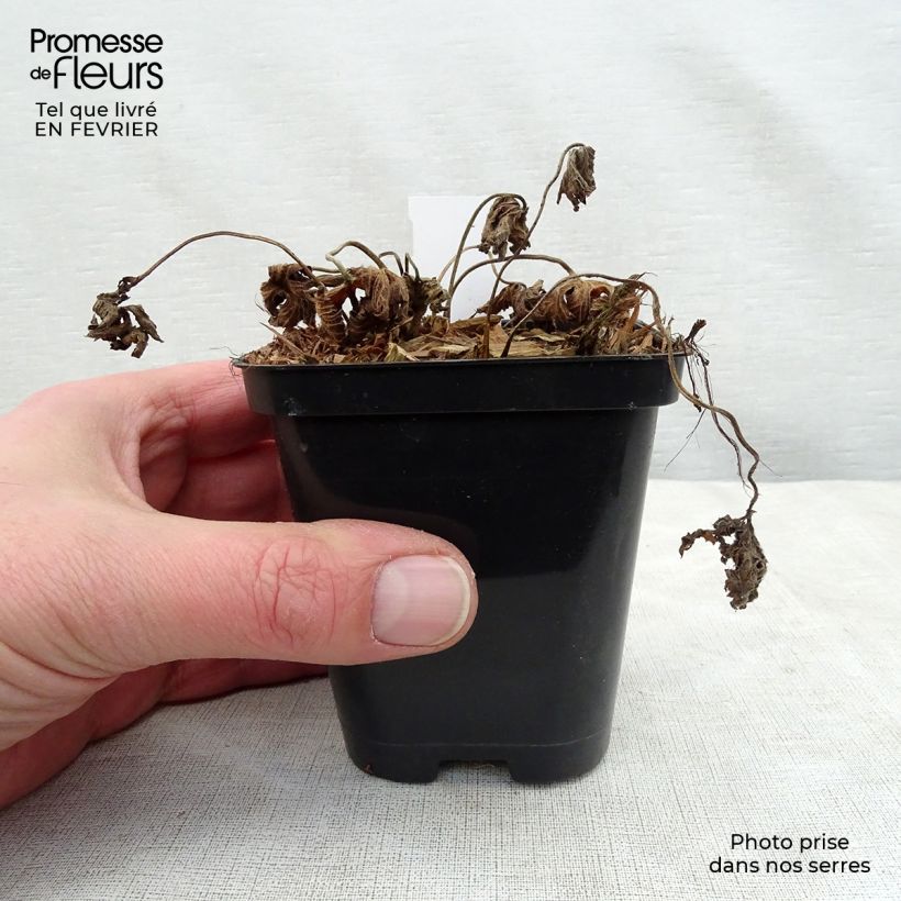 Geranio Rozanne - Geranio vivaz Maceta de 8/9 cm Ejemplar entregado en invierno