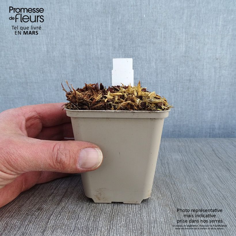 Geranio Sabani Blue - Geranio vivaz Maceta de 8/9 cm Ejemplar entregado en invierno