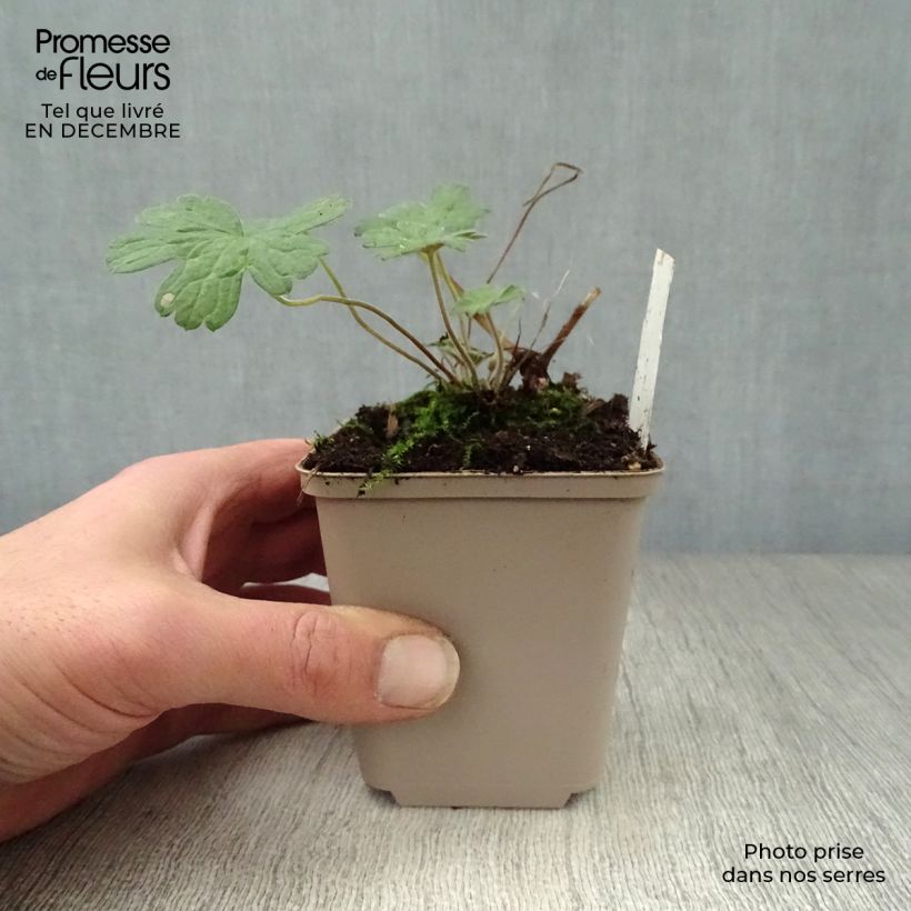 Geranio Salomé - Geranio vivaz Maceta de 8/9 cm Ejemplar entregado en invierno