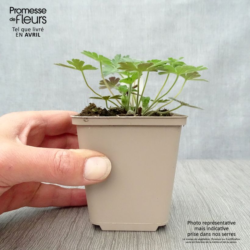 Geranio Salomé - Geranio vivaz Maceta de 8/9 cm Ejemplar entregado en la primavera