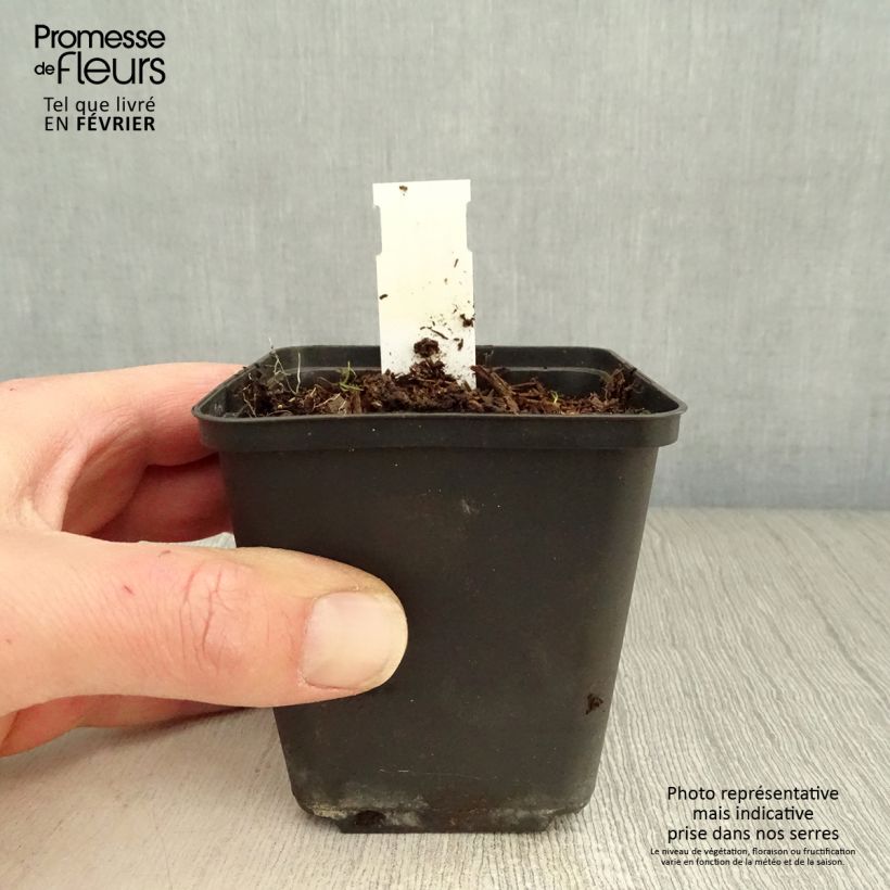 Geranio Silvias Surprise - Geranio vivaz Maceta de 8/9 cm Ejemplar entregado en invierno