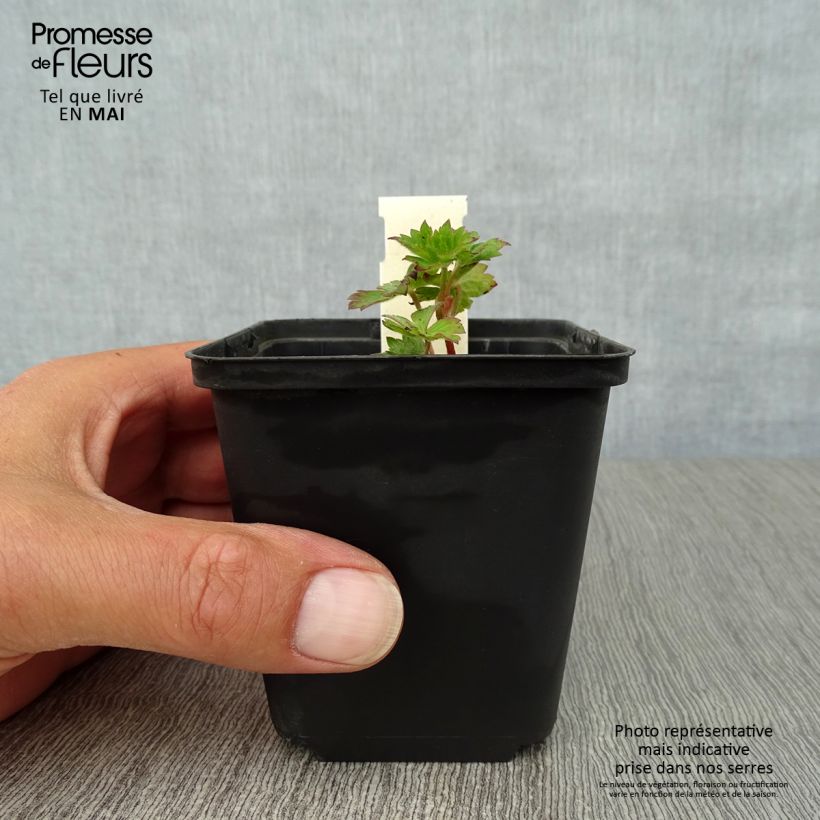 Geranio Silvias Surprise - Geranio vivaz Maceta de 8/9 cm Ejemplar entregado en la primavera