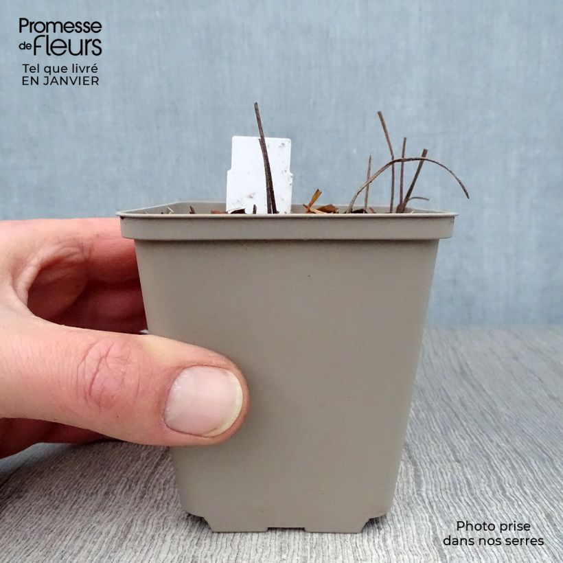 Geranio Sirak - Geranio vivaz Maceta de 8/9 cm Ejemplar entregado en invierno