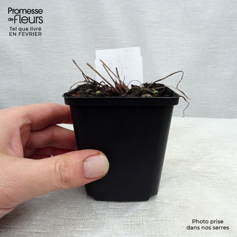 Geranio de prado Spinners - Geranium pratense Maceta de 8/9 cm Ejemplar entregado en invierno