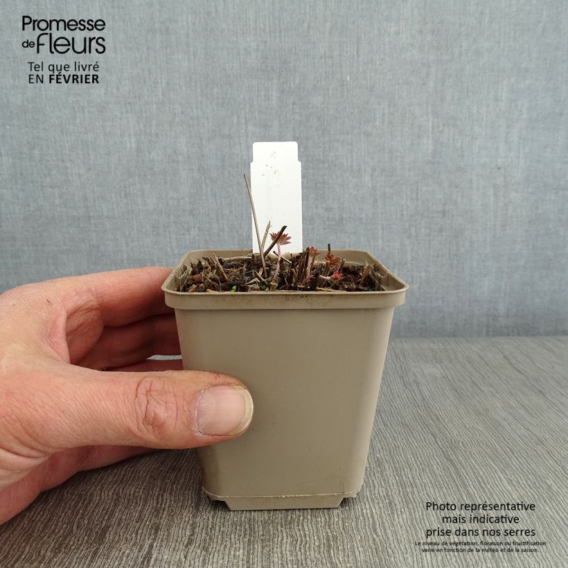 Geranium soboliferum Starman - Geranio vivaz Maceta de 8/9 cm Ejemplar entregado en invierno