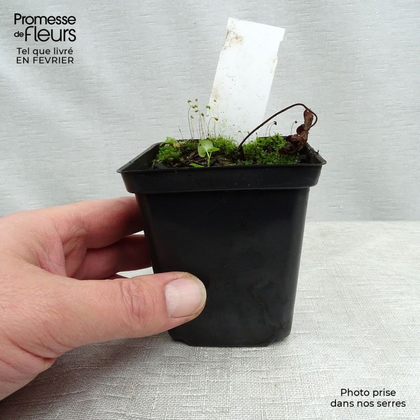 Geranio Sweet Heidi - Geranio vivaz Maceta de 8/9 cm Ejemplar entregado en invierno