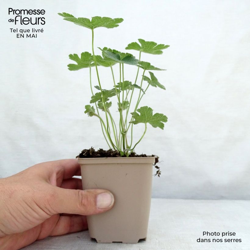 Geranio Terre Franche - Geranio vivaz Maceta de 8/9 cm Ejemplar entregado en la primavera