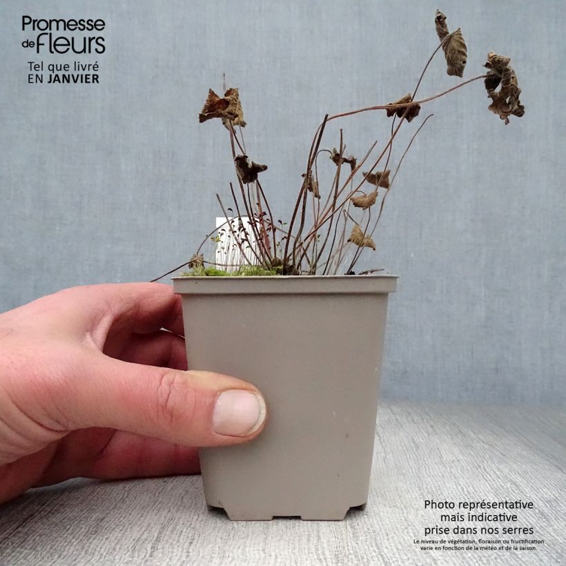 Geranio Terre Franche - Geranio vivaz Maceta de 8/9 cm Ejemplar entregado en invierno