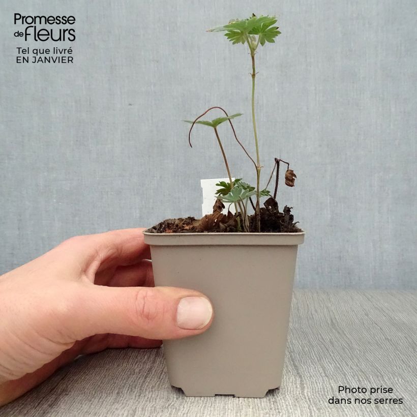 Geranio Tiny Monster - Geranio vivaz Maceta de 8/9 cm Ejemplar entregado en invierno