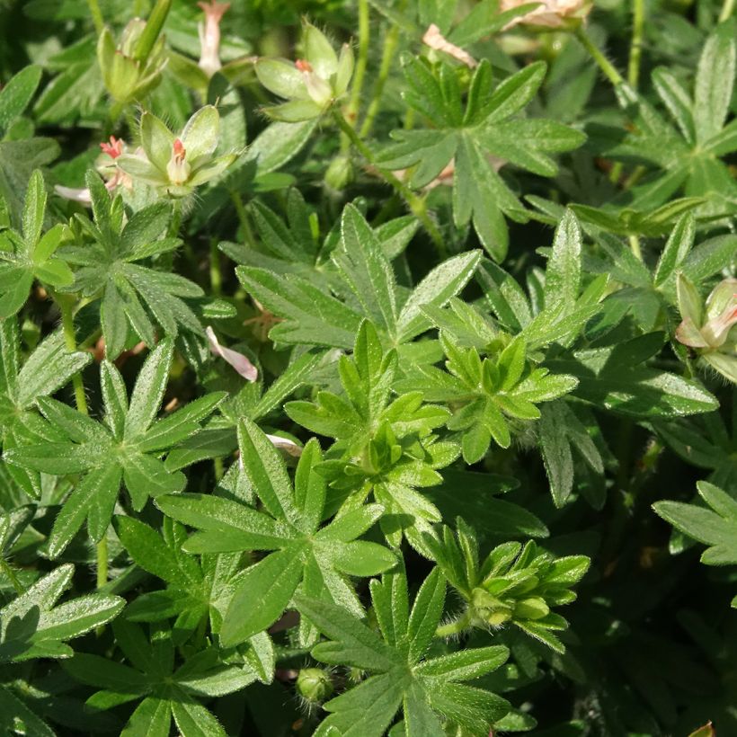 Geranium sanguineum Frivolius Pink - Geranio de sangre (Follaje)
